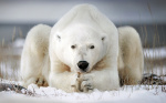 Музей почтовой связи совместно с филокартистами и посткроссерами при поддержке профсоюзной организации объявляет акцию «Белый медведь на открытке».