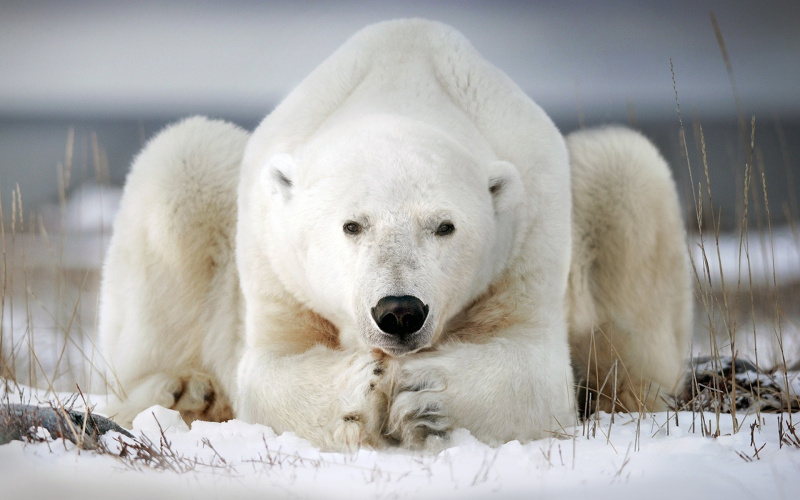 Музей почтовой связи совместно с филокартистами и посткроссерами при поддержке профсоюзной организации объявляет акцию «Белый медведь на открытке».